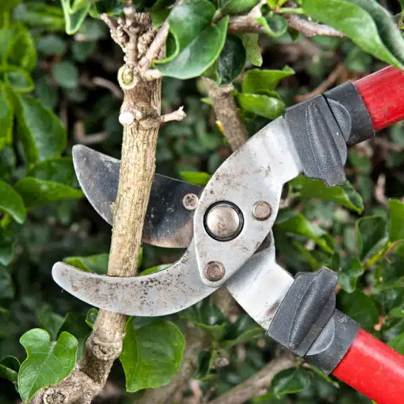 Close-up of garden pruning shears with red handles cutting a thick branch from a leafy green shrub.