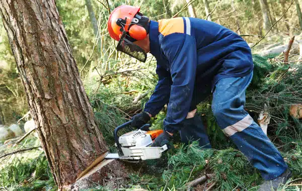 A person in protective gear uses a chainsaw to cut down a tree in a forest. The individual wears a helmet with ear and face protection, and the ground is covered with green branches and sawdust. A person in protective gear uses a chainsaw to cut down a tree in a forest. The individual wears a helmet with ear and face protection, and the ground is covered with green branches and sawdust.