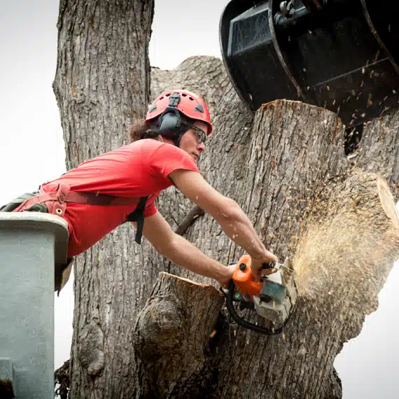 A person wearing safety gear uses a chainsaw to cut a large tree branch, with wood chips flying. The person is elevated, possibly in a bucket lift, and a large mechanical claw is nearby.