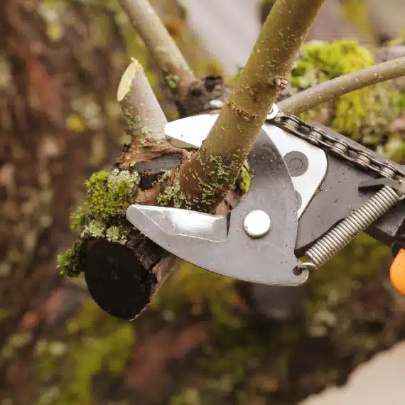Close-up of a hand pruning a tree branch with a pair of loppers. The cut branch and surrounding bark are covered in green moss and lichen.