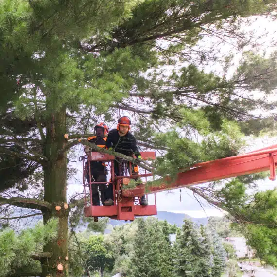 Two workers wearing safety gear stand on a cherry picker, trimming branches high up in a large pine tree. Green foliage surrounds them, and a scenic landscape is visible in the background.