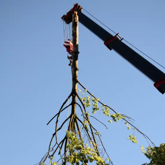 A person trims tree branches from a lift, while another person kneels on the ground planting a small leafy plant, with gardening tools nearby.