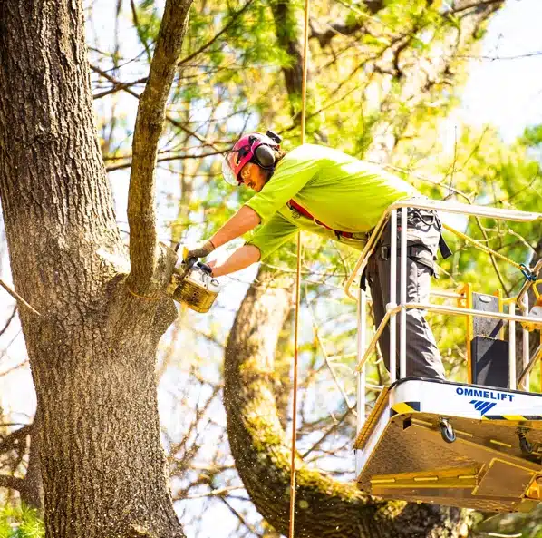 A worker in safety gear uses a chainsaw to cut a tree branch while standing on an elevated platform outdoors on a sunny day.