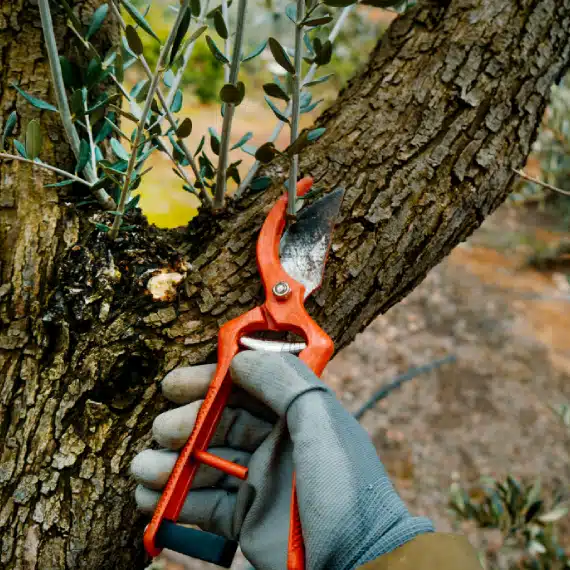 A gloved hand uses red pruning shears to trim a branch from a tree, focusing on the pruning process in an outdoor, natural setting.