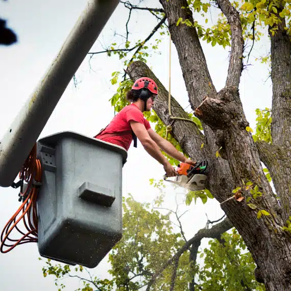 A person wearing safety gear uses a chainsaw to cut a tree branch while standing in a raised bucket lift outdoors.