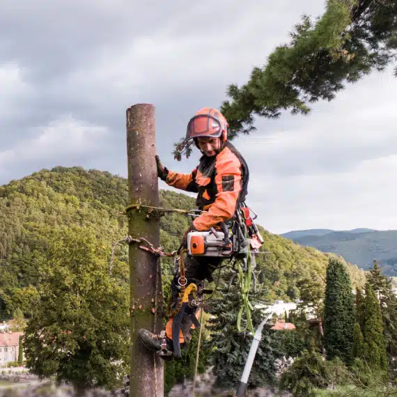 An arborist wearing safety gear and orange clothing is climbing a tall tree stump, using ropes and equipment, with a scenic background of hills and trees under a cloudy sky.