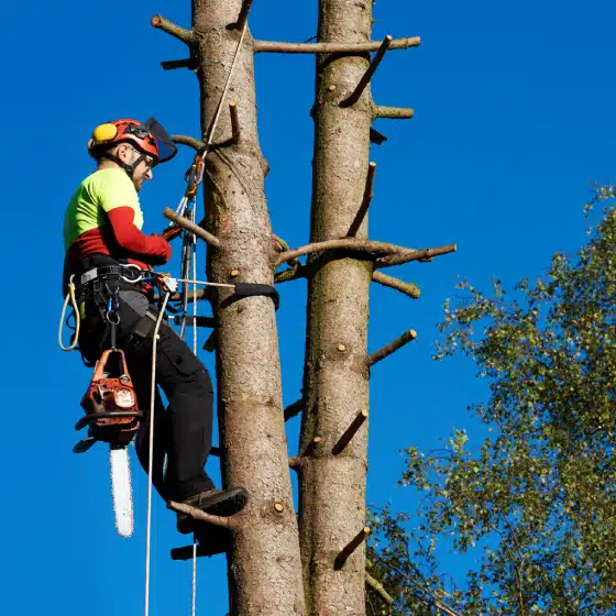 An arborist wearing safety gear uses climbing equipment to ascend a tall tree with trimmed branches, holding a chainsaw against a clear blue sky.