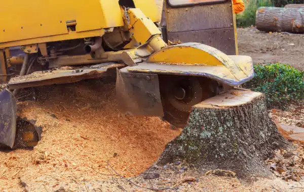 A yellow stump grinder machine grinds down a large tree stump, creating wood chips and sawdust that cover the ground nearby. A yellow stump grinder machine grinds down a large tree stump, creating wood chips and sawdust that cover the ground nearby.