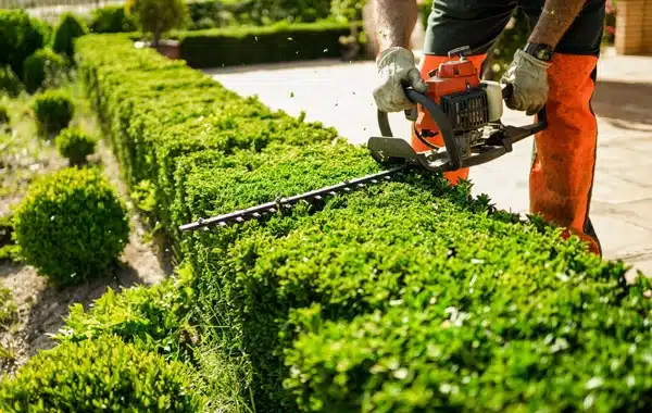 A person wearing gloves and orange safety chaps uses a hedge trimmer to trim a neatly shaped green hedge in a garden, surrounded by trimmed bushes and paving stones. A person wearing gloves and orange safety chaps uses a hedge trimmer to trim a neatly shaped green hedge in a garden, surrounded by trimmed bushes and paving stones.