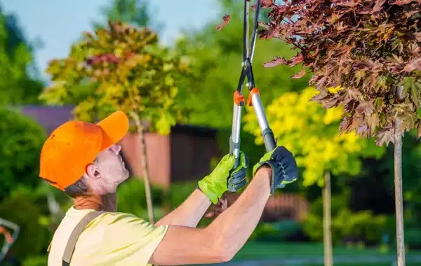 A person wearing an orange cap and green gloves uses pruning shears to trim the branches of a tree with reddish leaves in a garden or park on a sunny day. A person wearing an orange cap and green gloves uses pruning shears to trim the branches of a tree with reddish leaves in a garden or park on a sunny day.