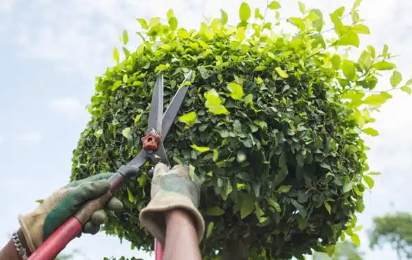 A person wearing gloves trims a green, round-shaped bush with large garden shears under a bright sky. A person wearing gloves trims a green, round-shaped bush with large garden shears under a bright sky.